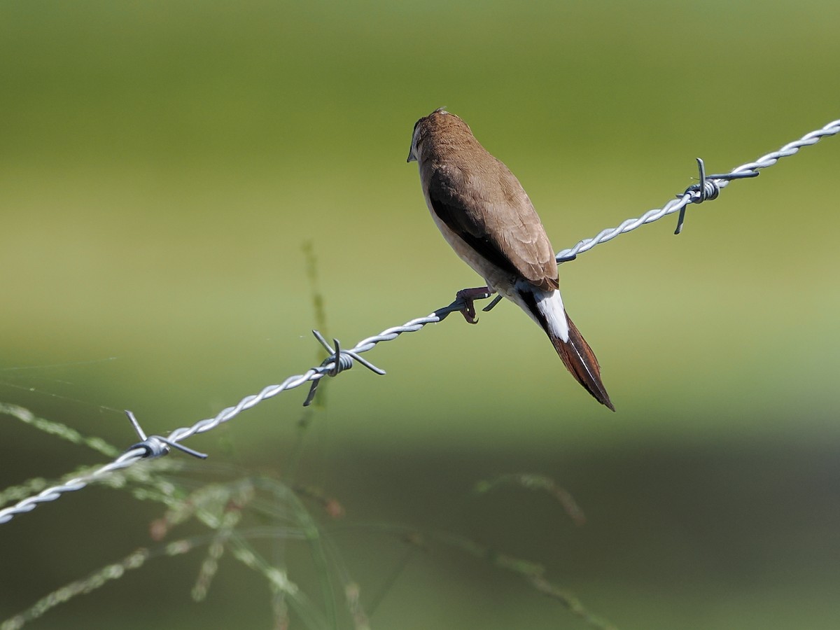 Indian Silverbill - ML646988761