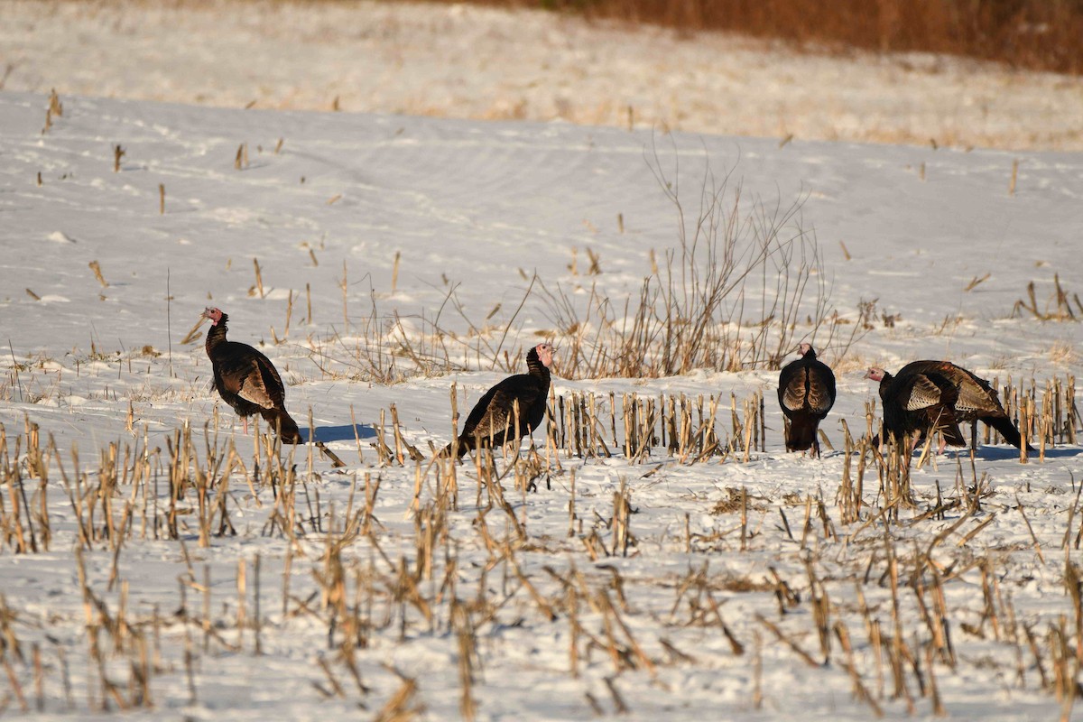 Индейка - ML646988765