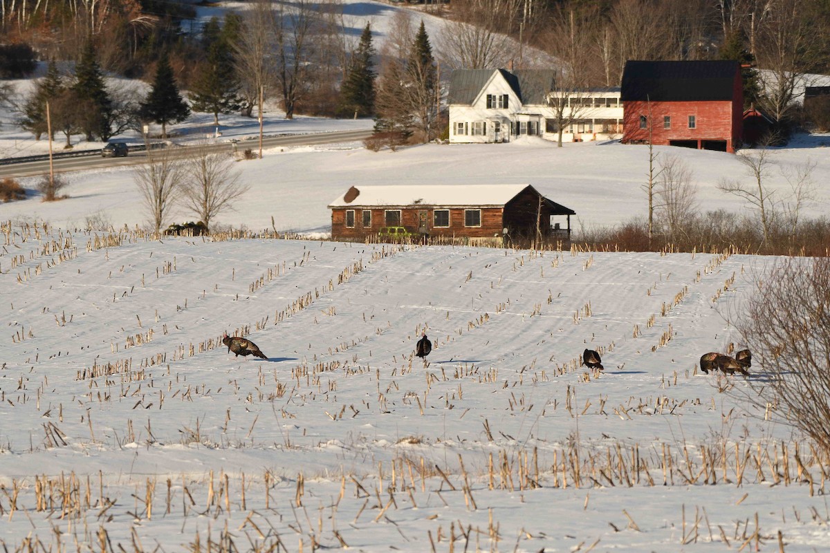 Индейка - ML646988766