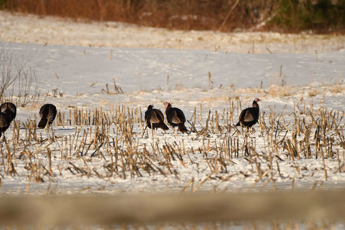 Индейка - ML646988767