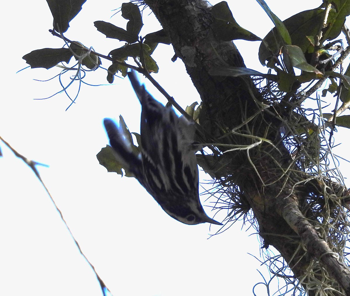 Пісняр строкатий - ML646988769