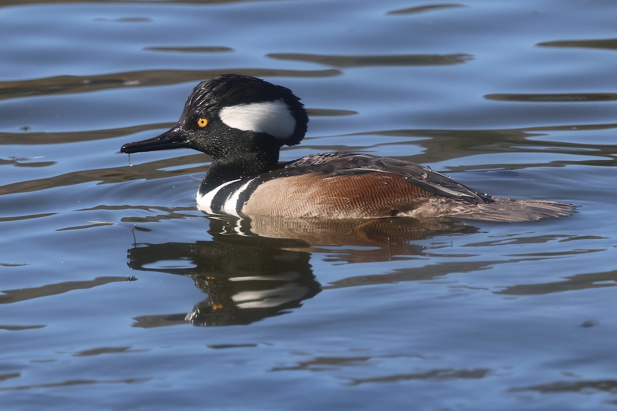 Harle couronné - ML646988771