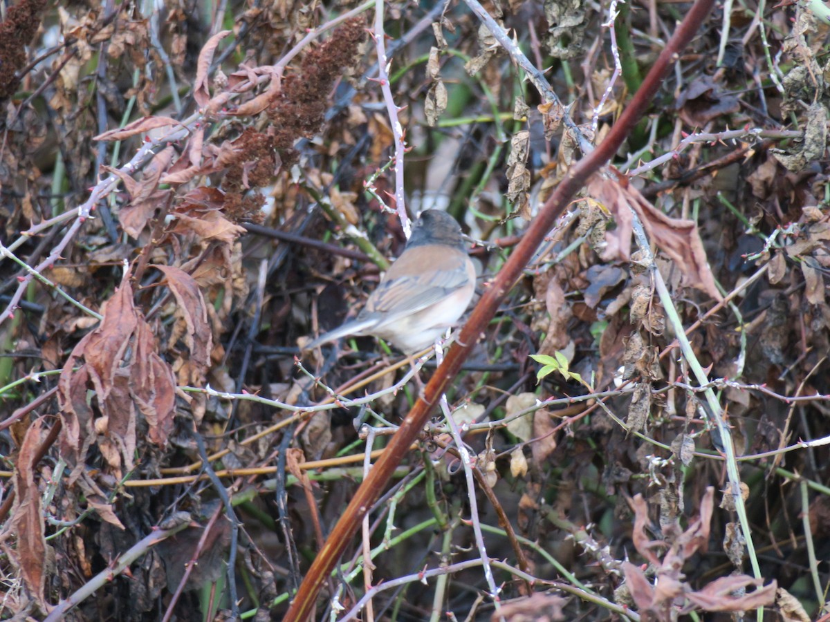 Dark-eyed Junco - ML646988779