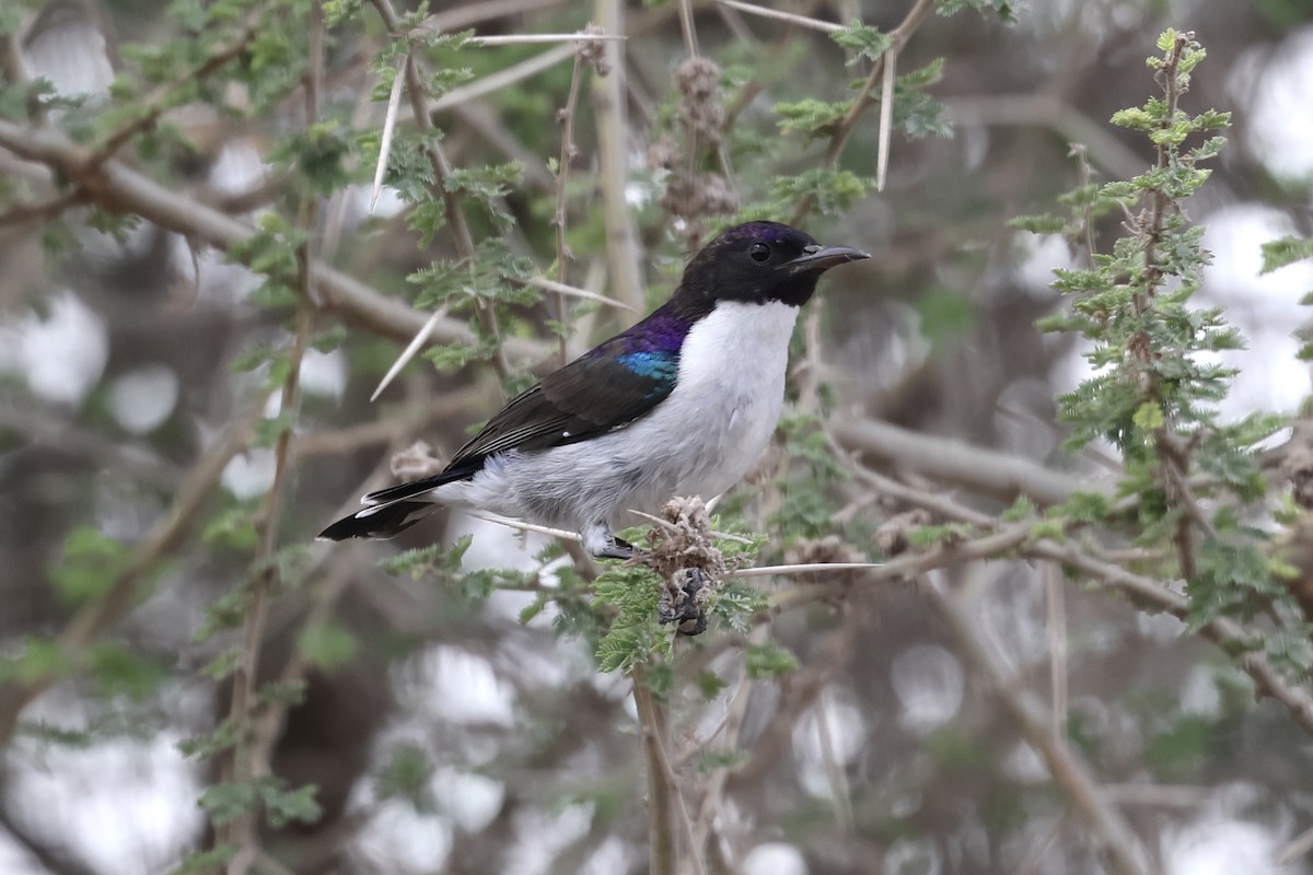 Eastern Violet-backed Sunbird - ML646988781