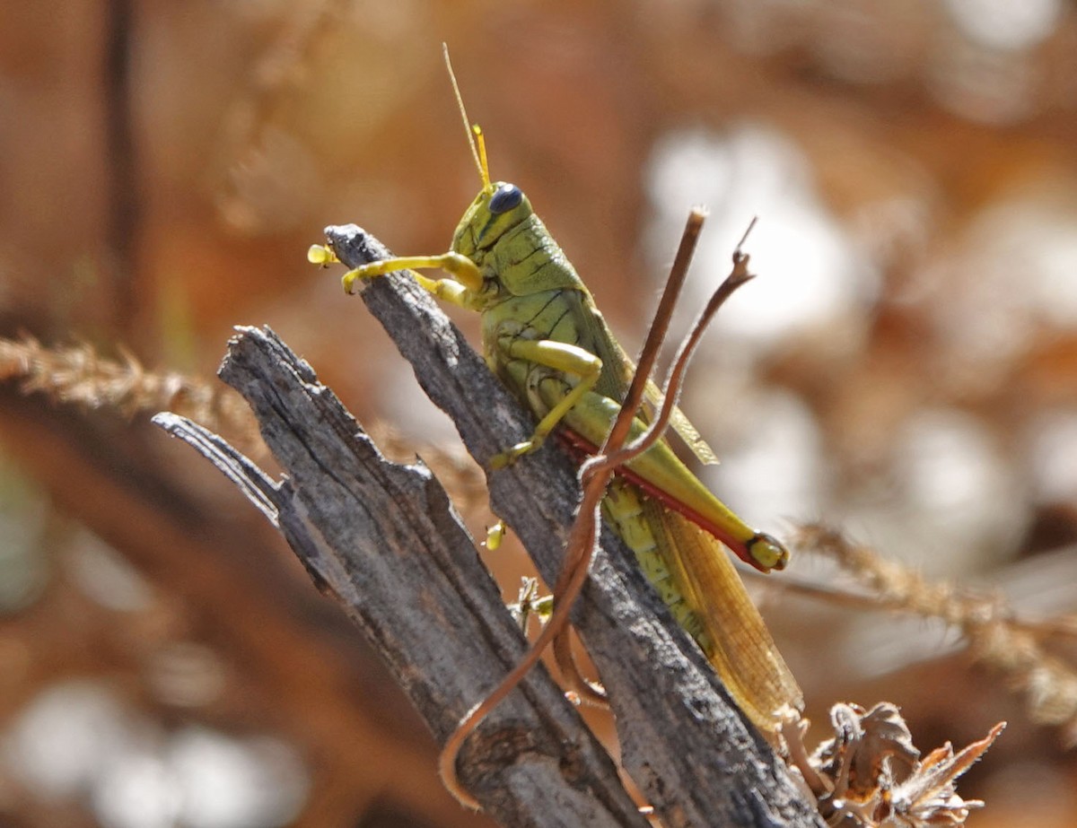 Spotted Bird Grasshopper - ML646988782