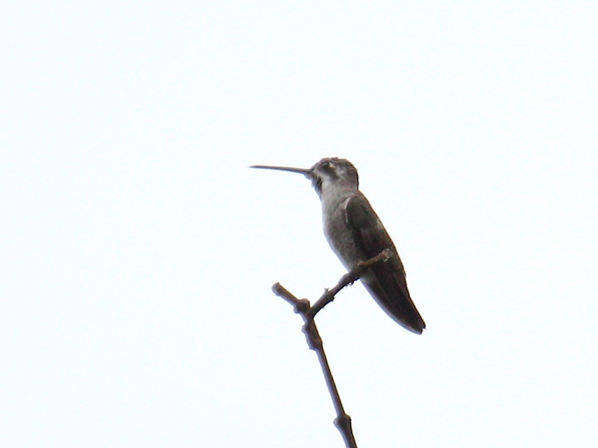 Funkenkehlkolibri - ML646988784