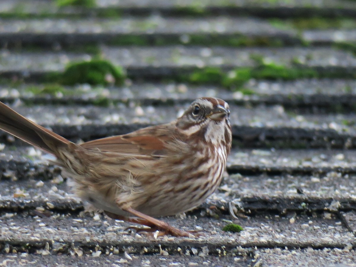 Song Sparrow - ML646988786