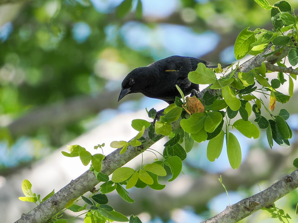 Yellow-shouldered Blackbird - ML646988788