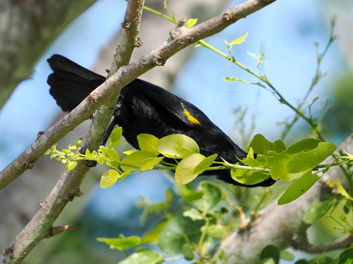 Yellow-shouldered Blackbird - ML646988789