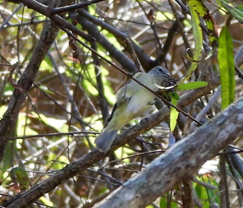Червоїд оливковий - ML646988790