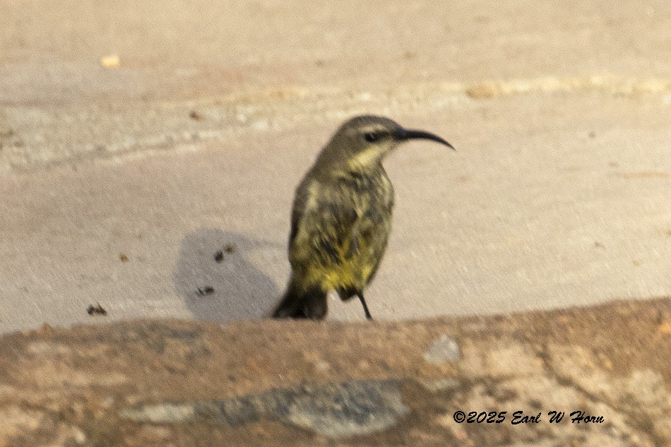 Amethyst Sunbird - ML646988805