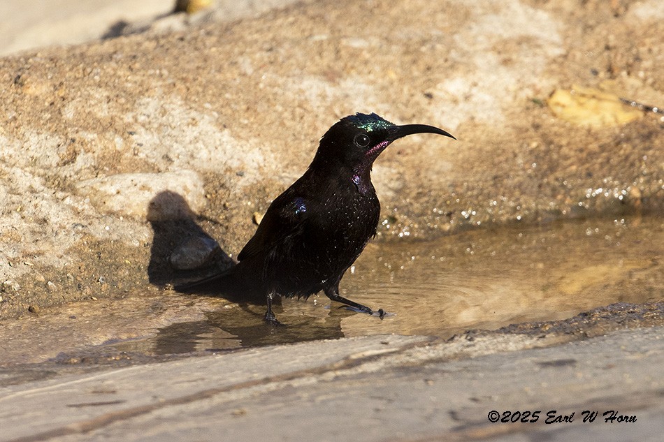 Amethyst Sunbird - ML646988806