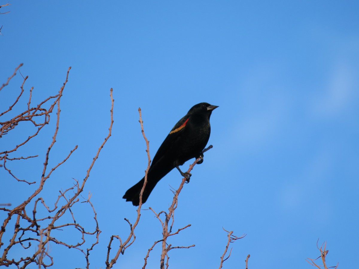 Red-winged Blackbird - ML646988811