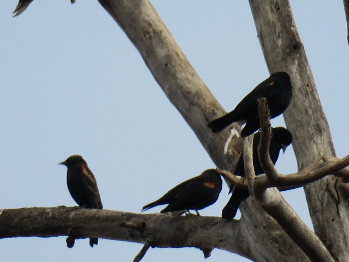 Red-winged Blackbird - ML646988812