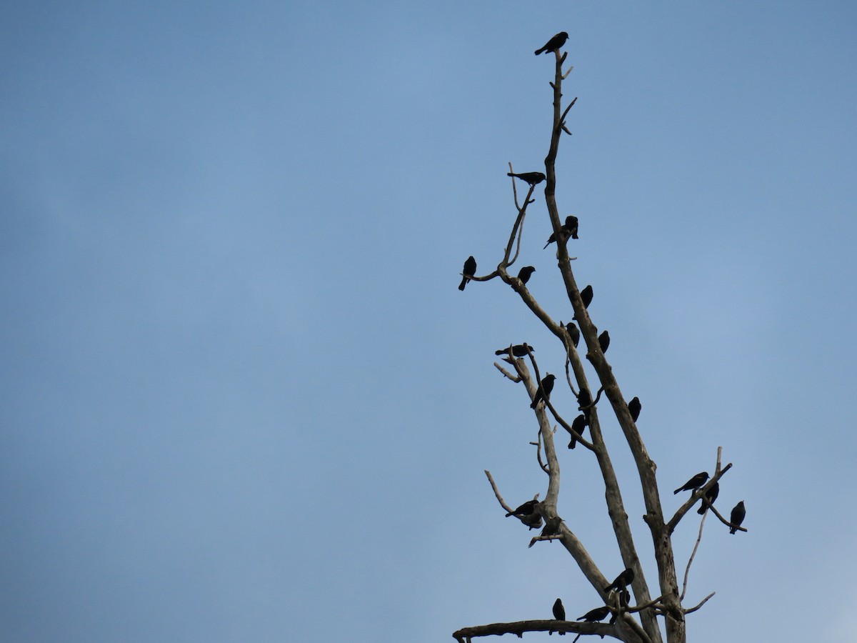 Red-winged Blackbird - ML646988813