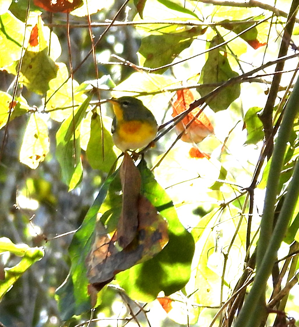 Пісняр північний - ML646988814