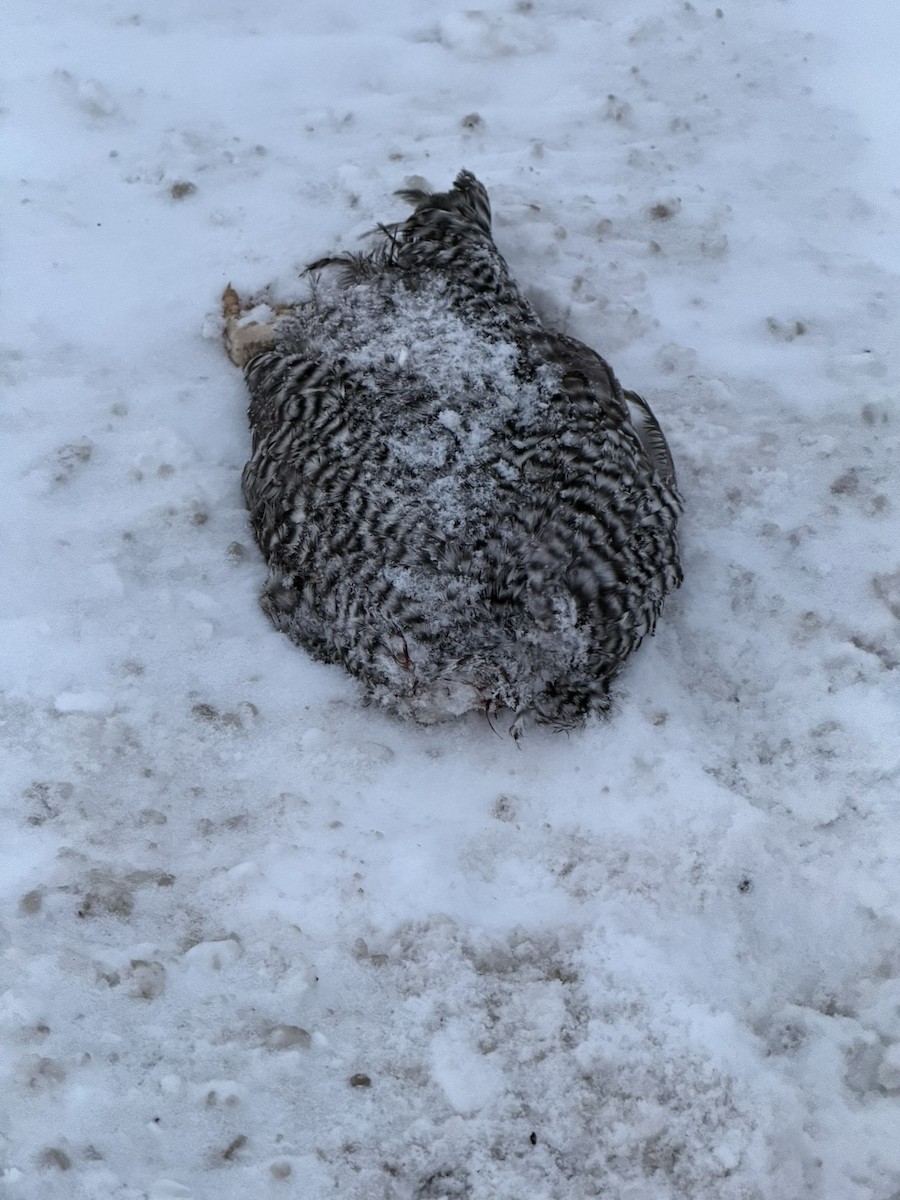 Common Raven - ML646988819