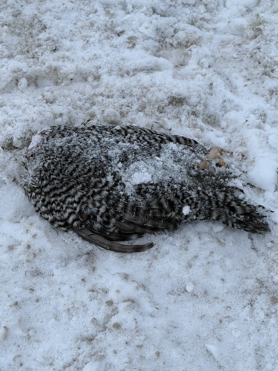 Common Raven - ML646988820