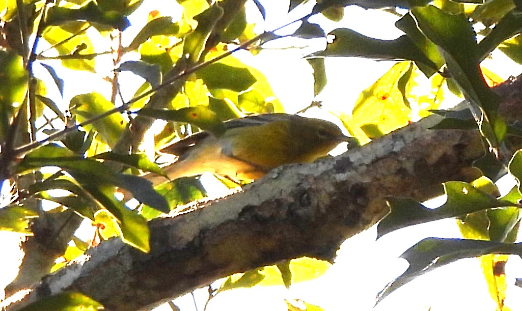 Пісняр-лісовик сосновий - ML646988821