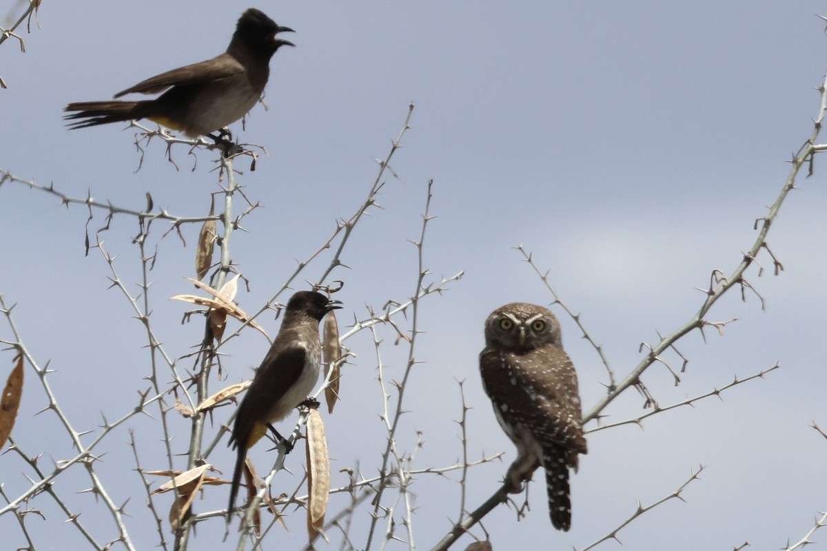 Pearl-spotted Owlet - ML646988838