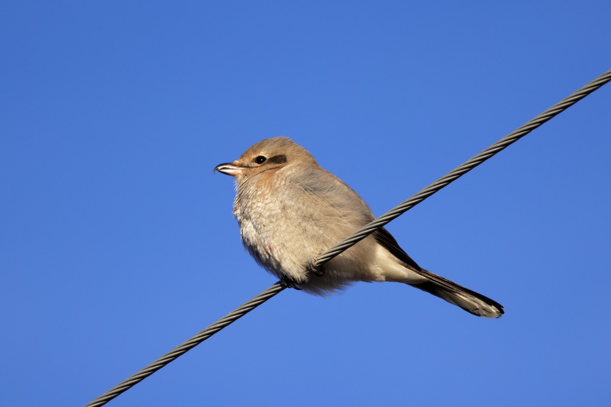 Boreal Örümcekkuşu - ML646988843