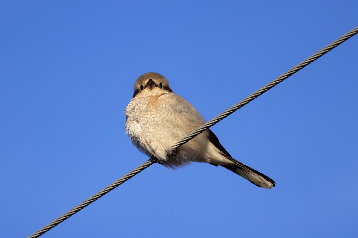 Boreal Örümcekkuşu - ML646988844