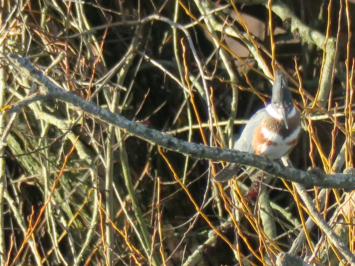 Belted Kingfisher - ML646988851