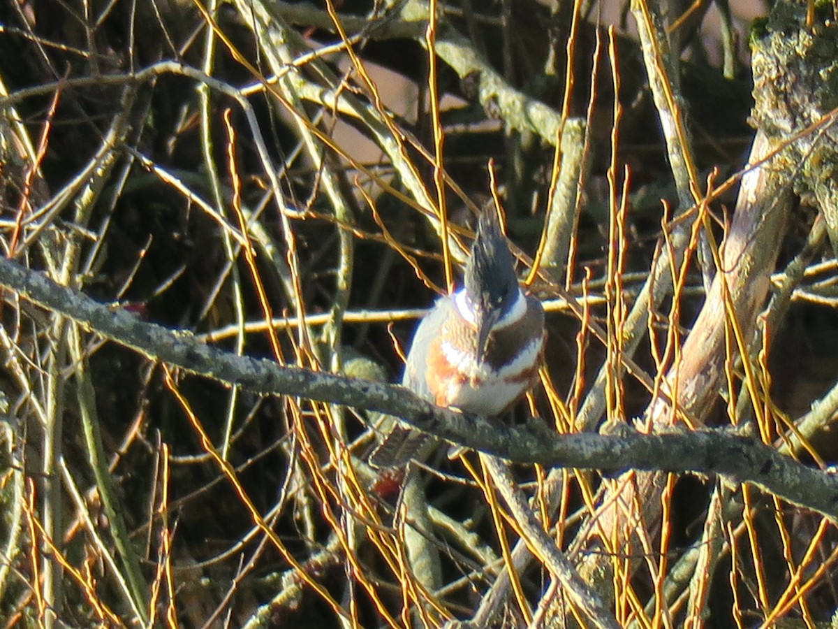 Belted Kingfisher - ML646988852