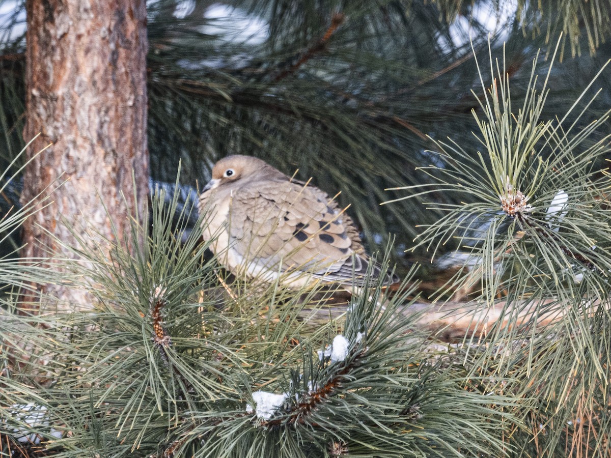 Zenaida arrunta - ML646988866