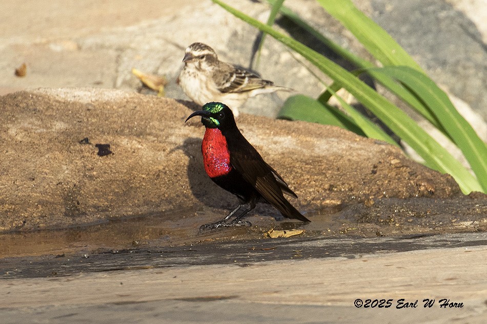 Scarlet-chested Sunbird - ML646988868