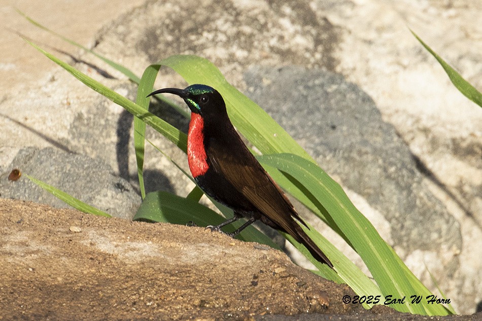 Scarlet-chested Sunbird - ML646988869