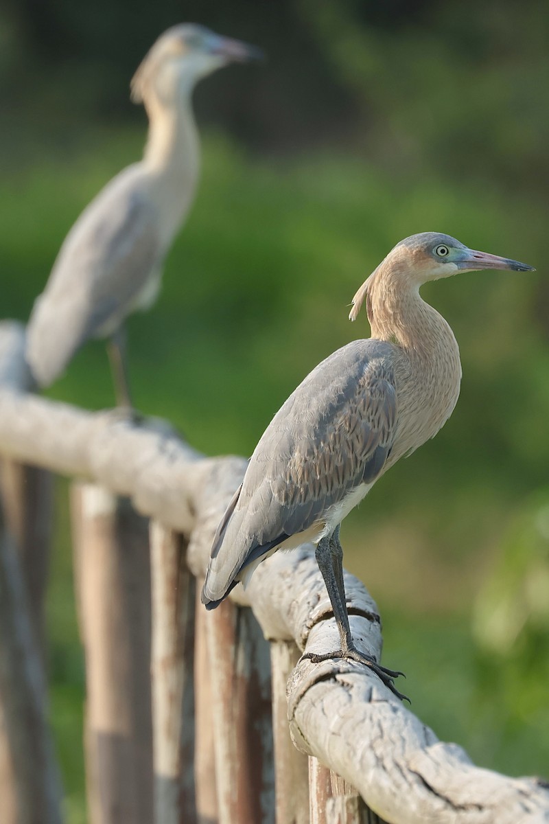 Whistling Heron - ML646988870