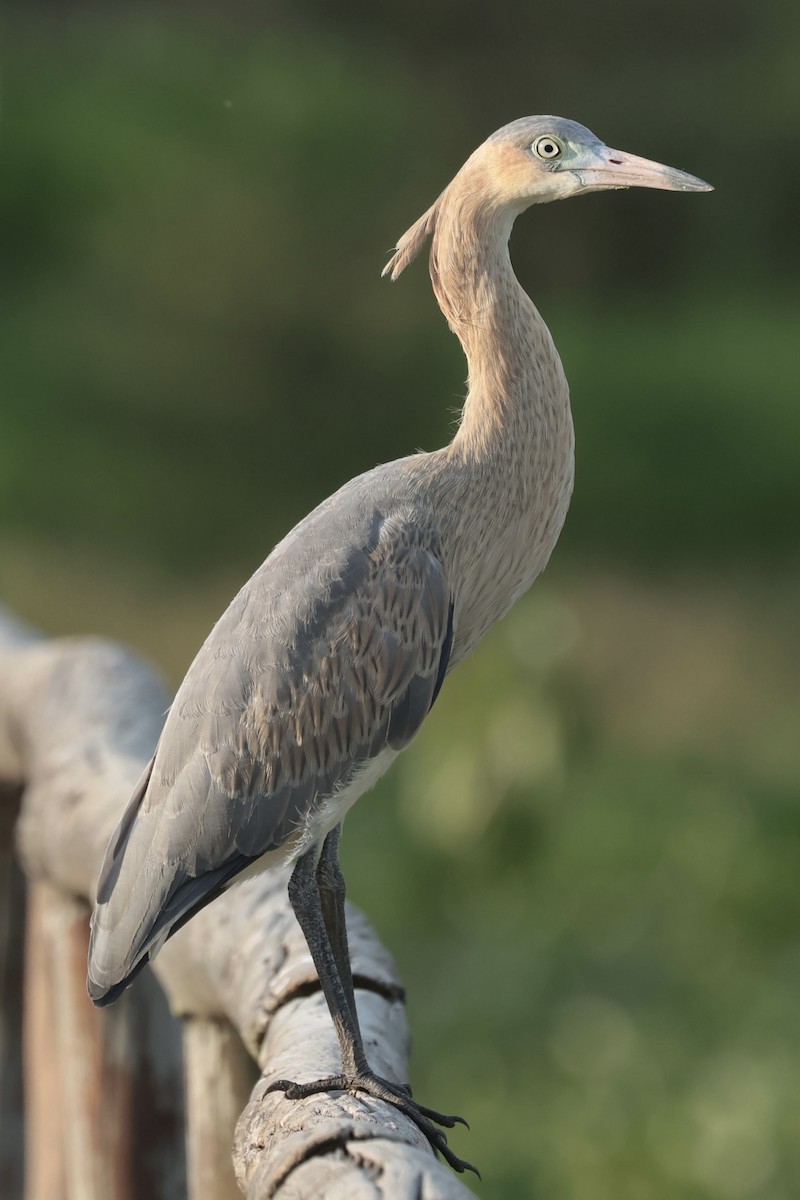 Whistling Heron - ML646988871
