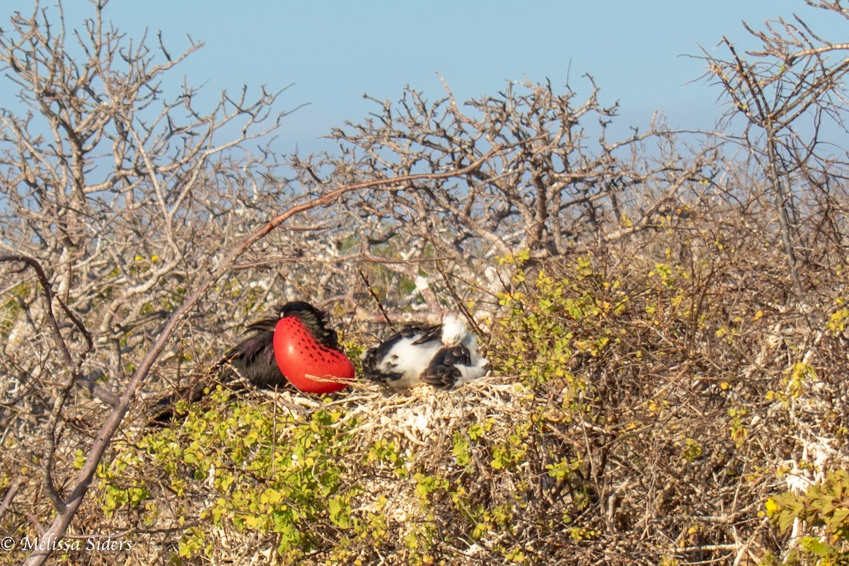 fregatka obecná - ML646988872