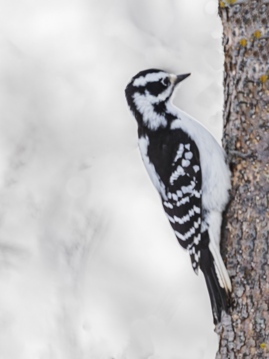 Hairy Woodpecker - ML646988873