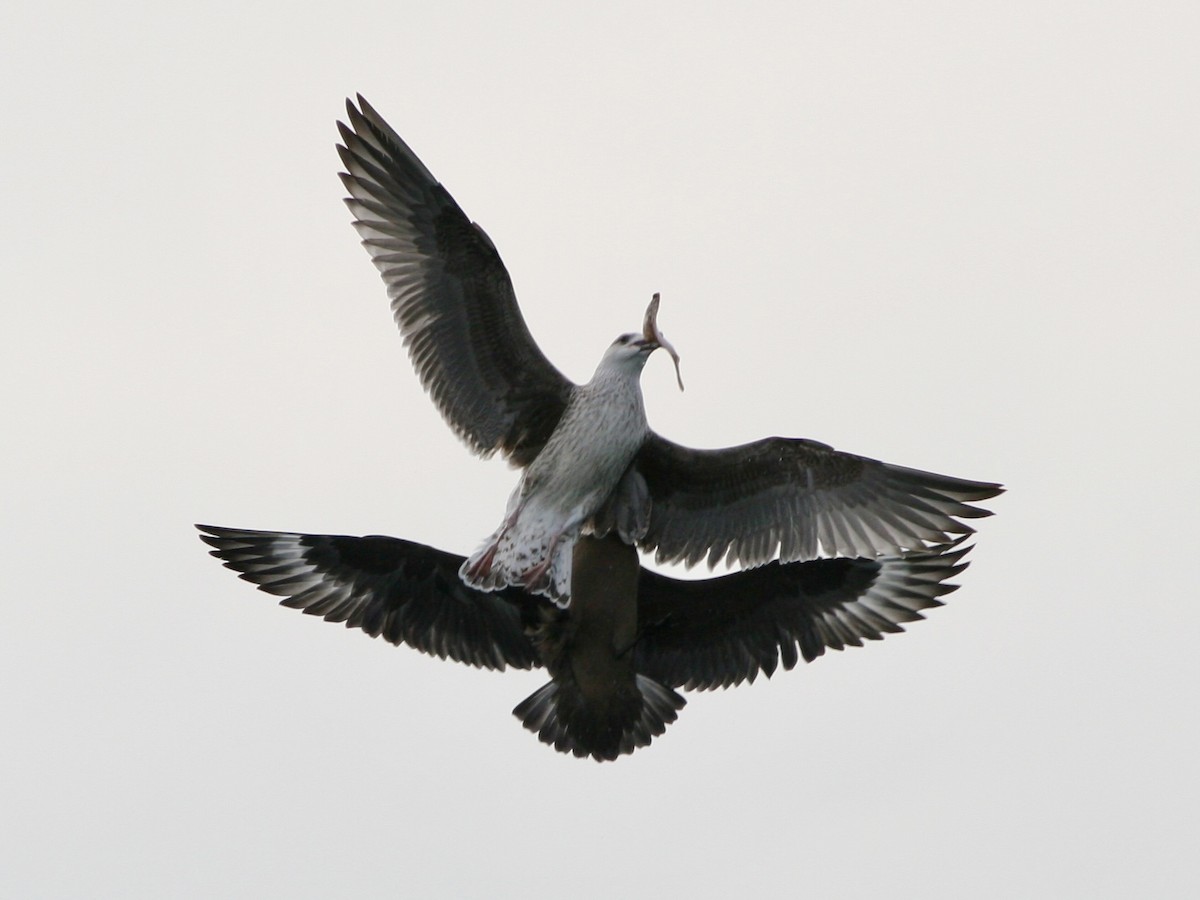 storjo - ML646988874