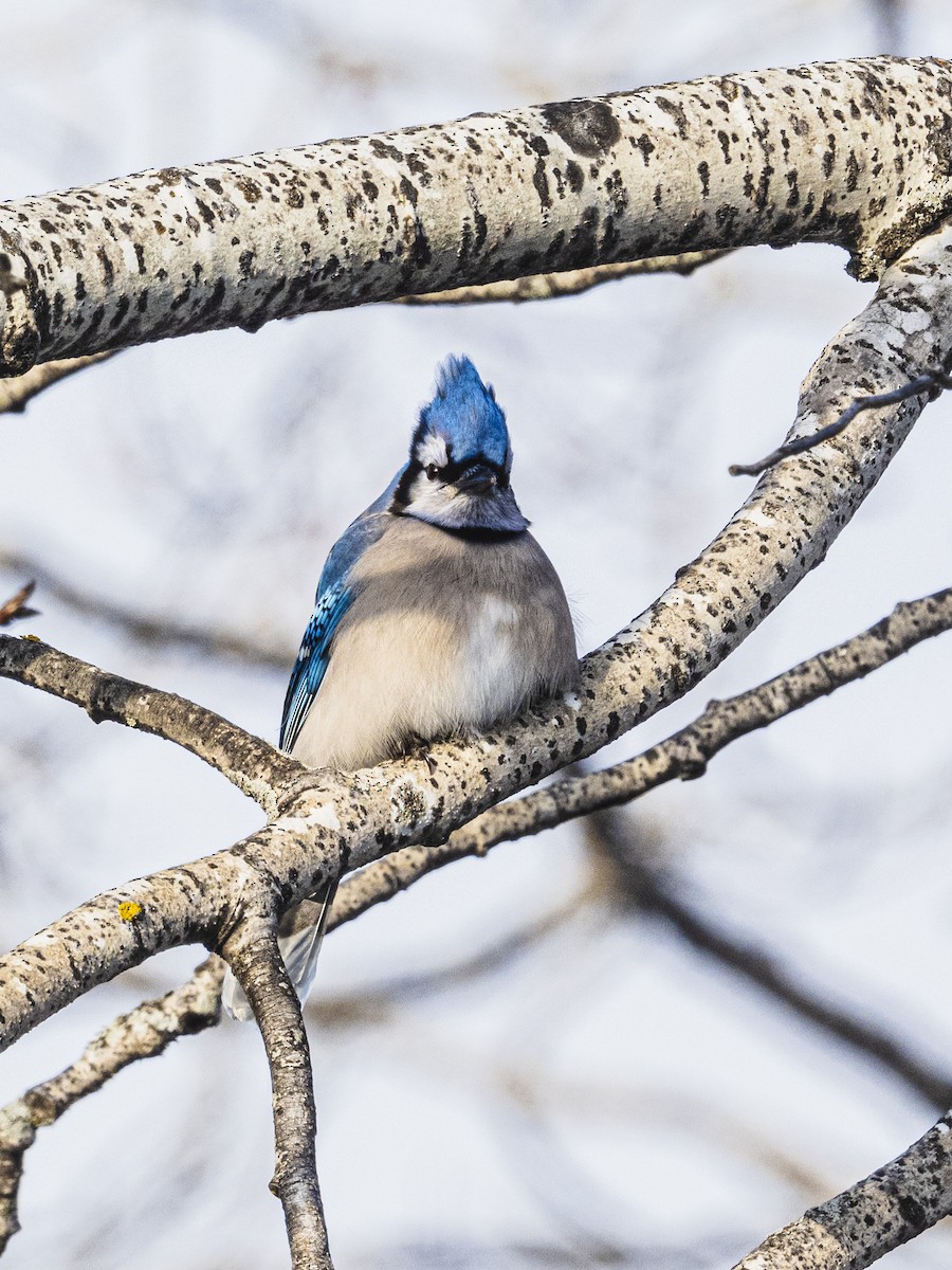 Blue Jay - ML646988875