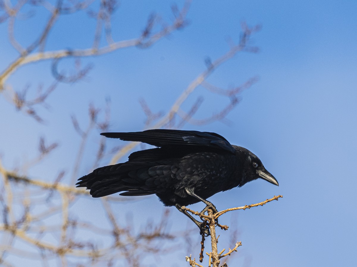 American Crow - ML646988877