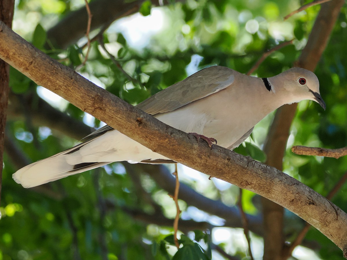 African Collared-Dove - ML646988878