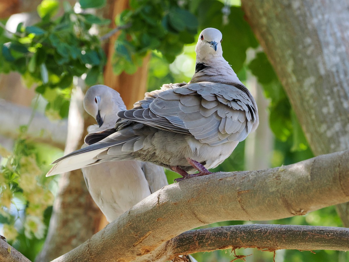 Eurasian Collared-Dove - ML646988879