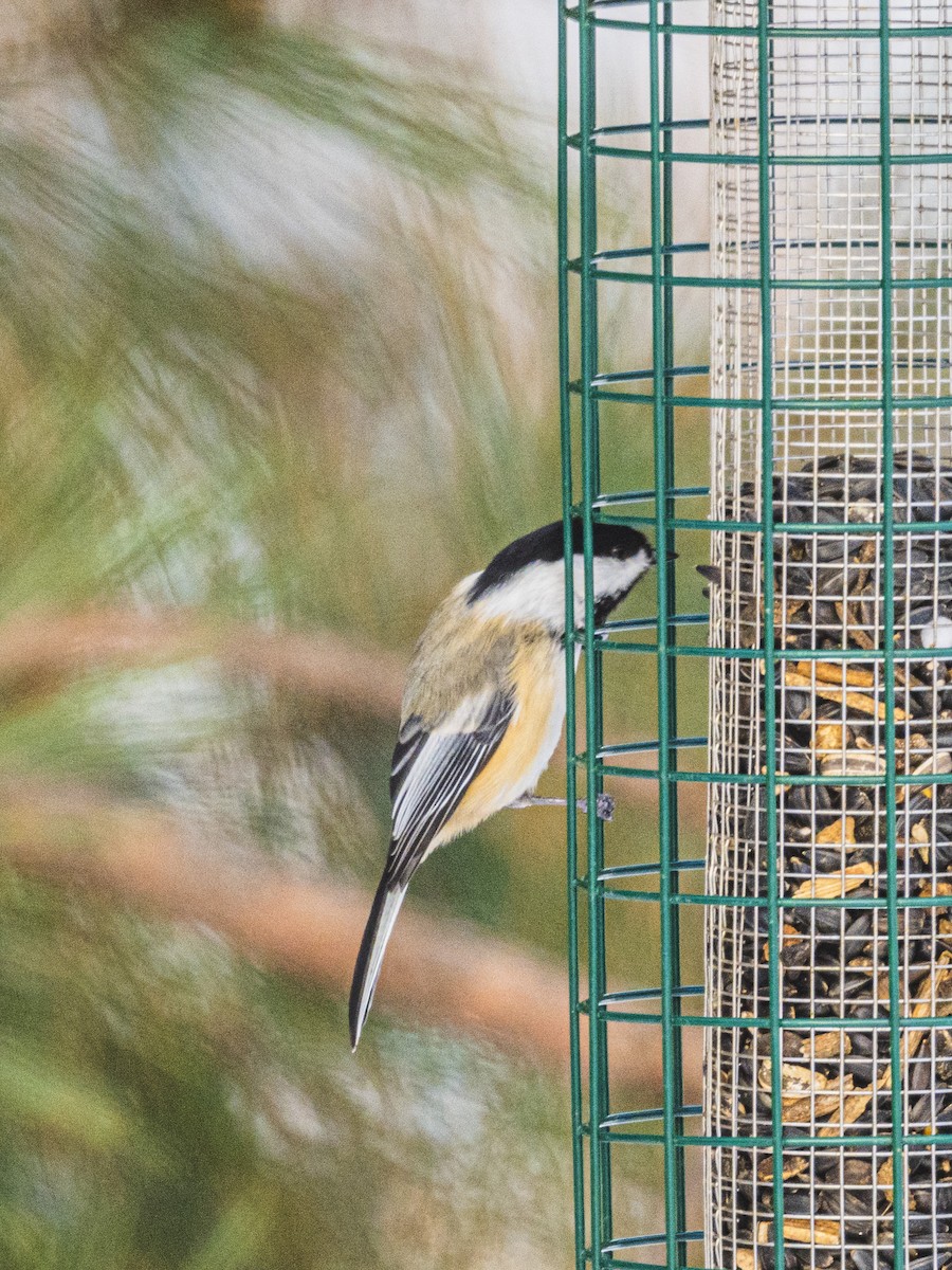 Black-capped Chickadee - ML646988882