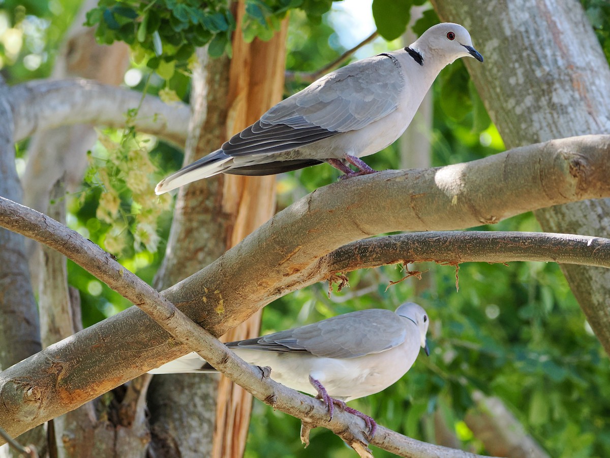 Eurasian Collared-Dove - ML646988884