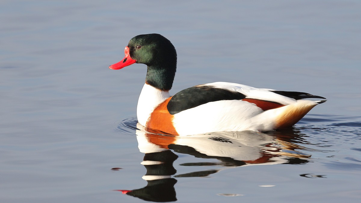 Volpoca - ML646988885