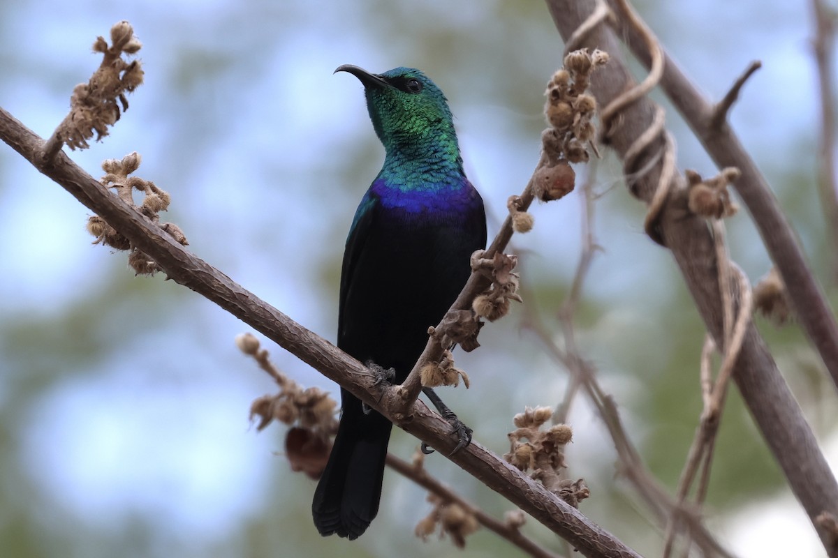 Tsavo Sunbird - ML646988887