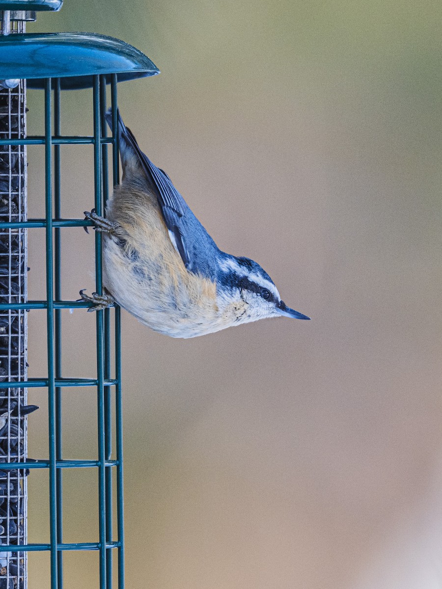 Garrapo kanadarra - ML646988890