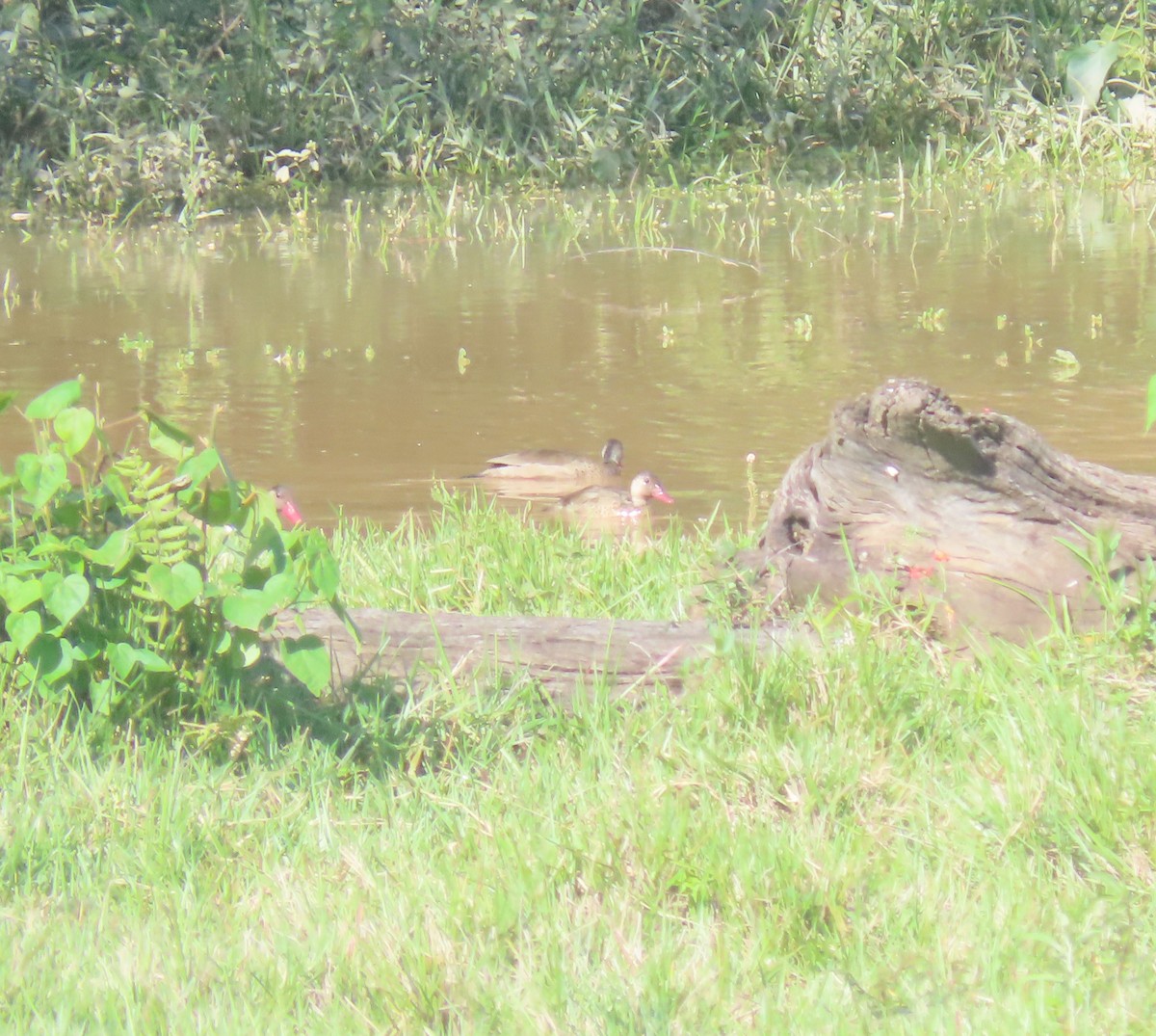 kachnička amazonská - ML646988891