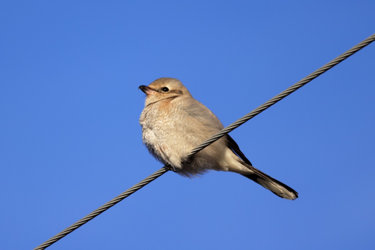 Boreal Örümcekkuşu - ML646988895