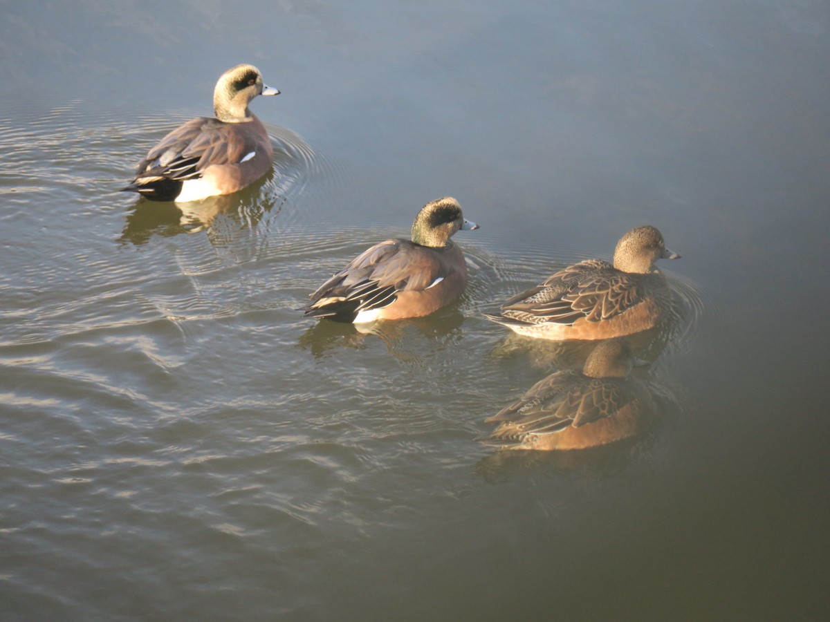 American Wigeon - ML646988896
