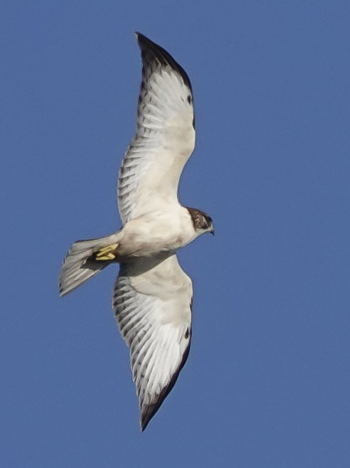 Short-tailed Hawk - ML646988897