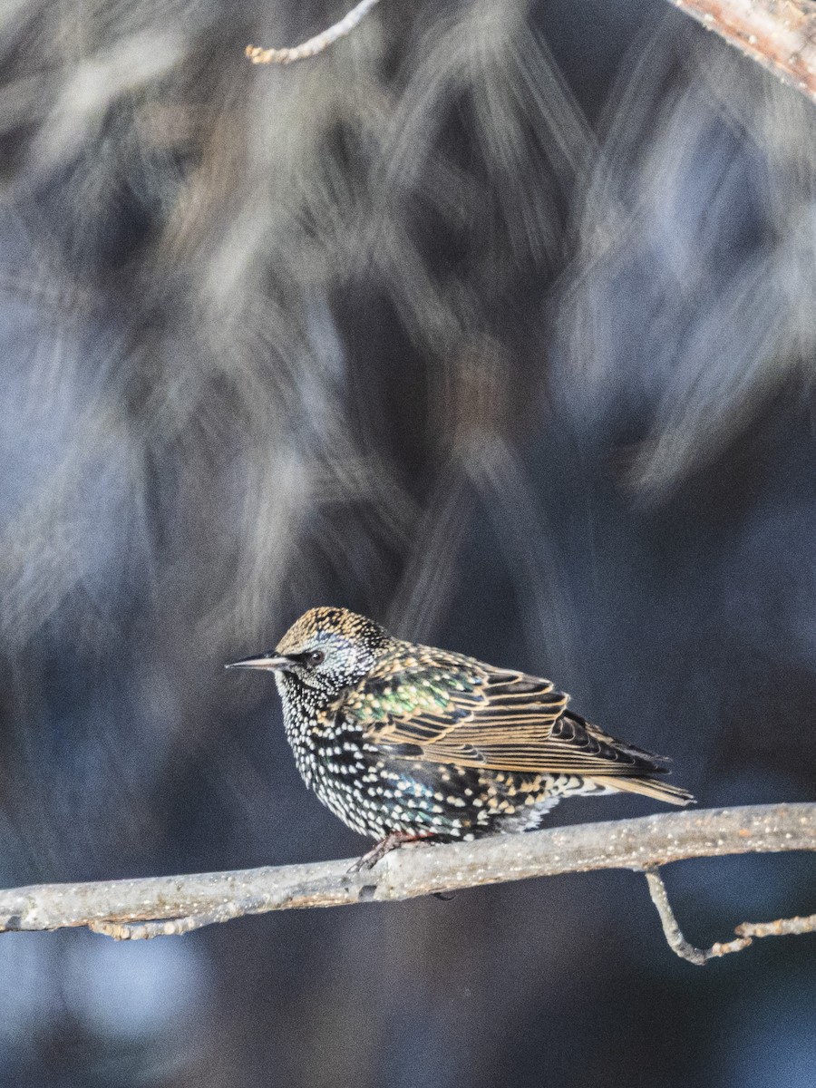 Arabazozo pikarta - ML646988898